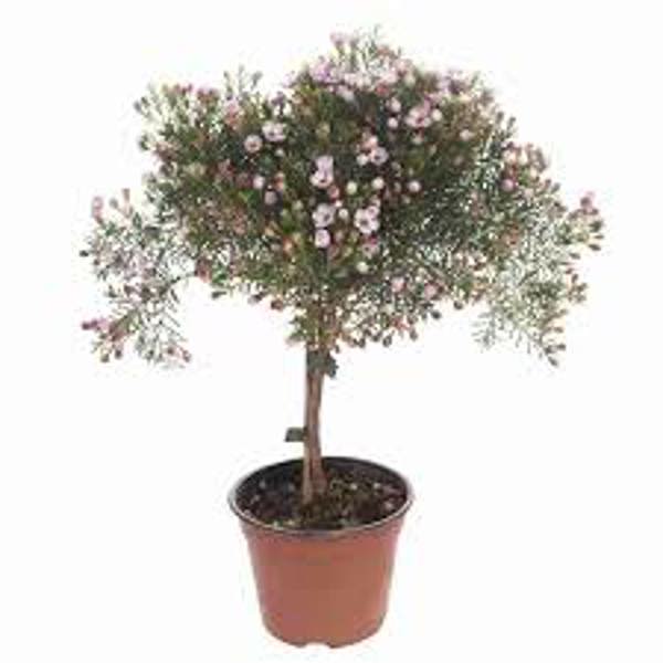 Öý ösümleri Green Shop  Хамелациум