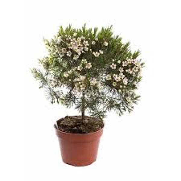 Öý ösümleri Green Shop  Хамелациум