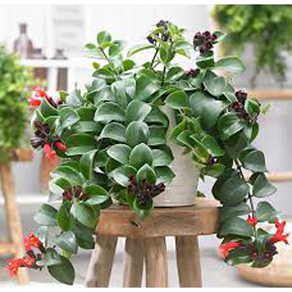 Öý ösümleri Green Shop  Эсхинантус