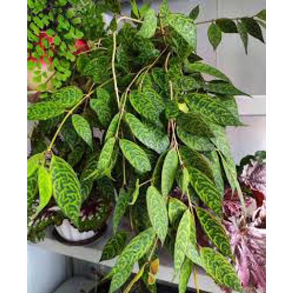 Öý ösümleri Green Shop  Эсхинантус