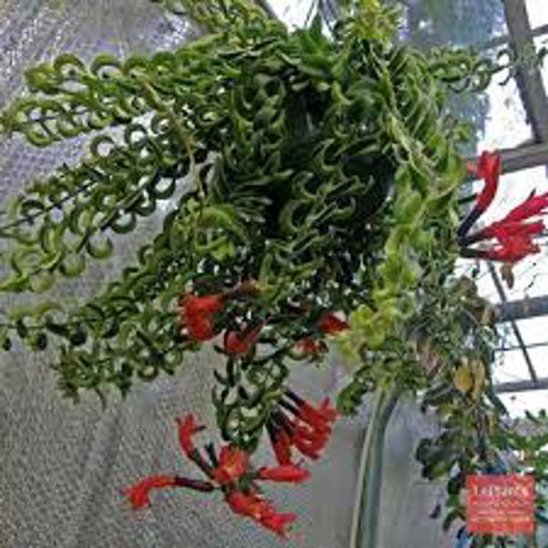 Öý ösümleri Green Shop  Эсхинантус